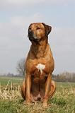 RODESIAN RIDGEBACK 047